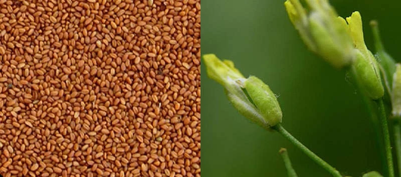 MANITOBA Camelina 1kg - 1KG