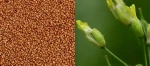 MANITOBA Camelina 1kg - 1KG