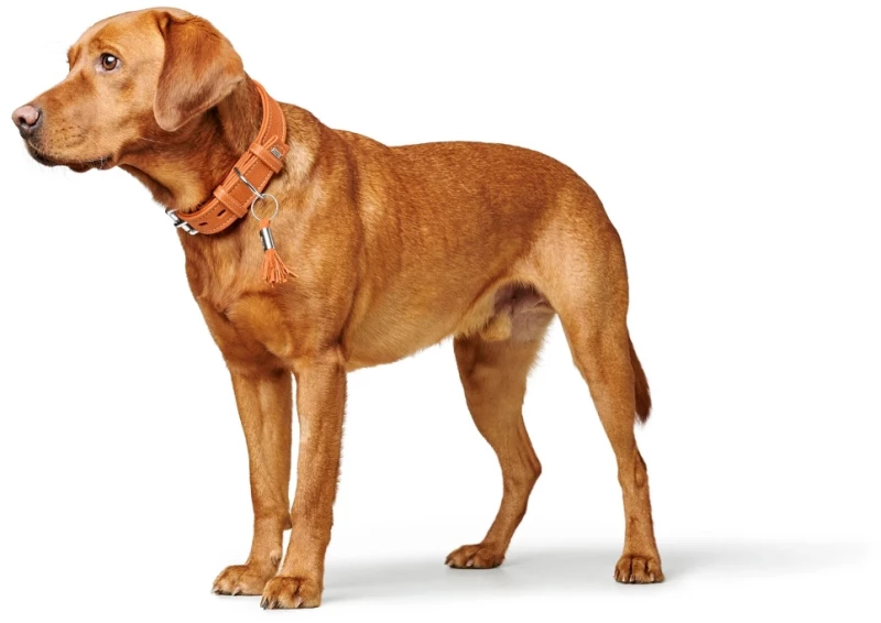 Περιλαίμιο Δερμάτινο Σκύλου Hunter Collar Cannes 45 S (2,8 x 29 - 37 cm) Πορτοκαλί