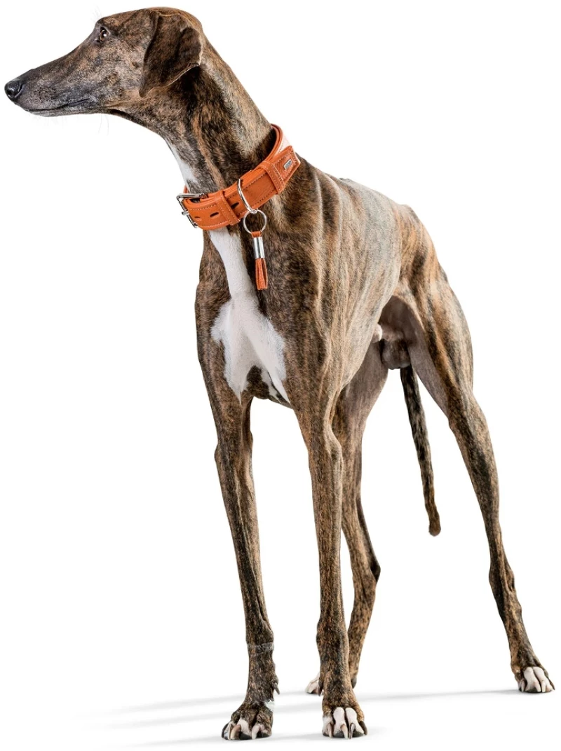 Περιλαίμιο Δερμάτινο Σκύλου Hunter Collar Cannes 45 S (2,8 x 29 - 37 cm) Πορτοκαλί