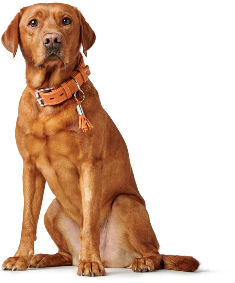 Περιλαίμιο Δερμάτινο Σκύλου Hunter Collar Cannes 45 S (2,8 x 29 - 37 cm) Πορτοκαλί