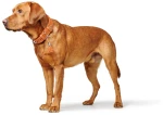 Περιλαίμιο Δερμάτινο Σκύλου Hunter Collar Cannes 65 L (3,5 x 49 - 57 cm) Μαύρο
