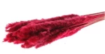 Κλαδιά Pampas 70gr κόκκινο