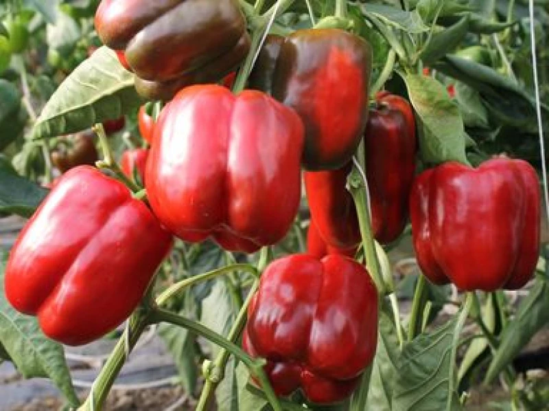 Πιπεριά Φλάσκα Galia F1 | 500 Σπόρων