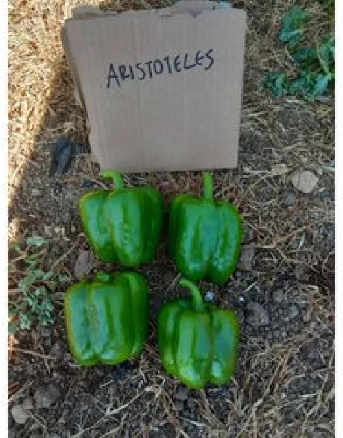 Πιπεριά Φλάσκα Aristotetle F1