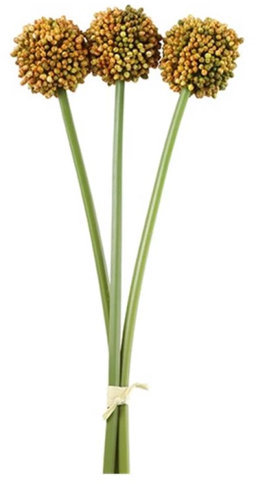 Allium πορτοκαλίαλί  x3 55εκ.