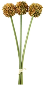Allium πορτοκαλίαλί  x3 55εκ.