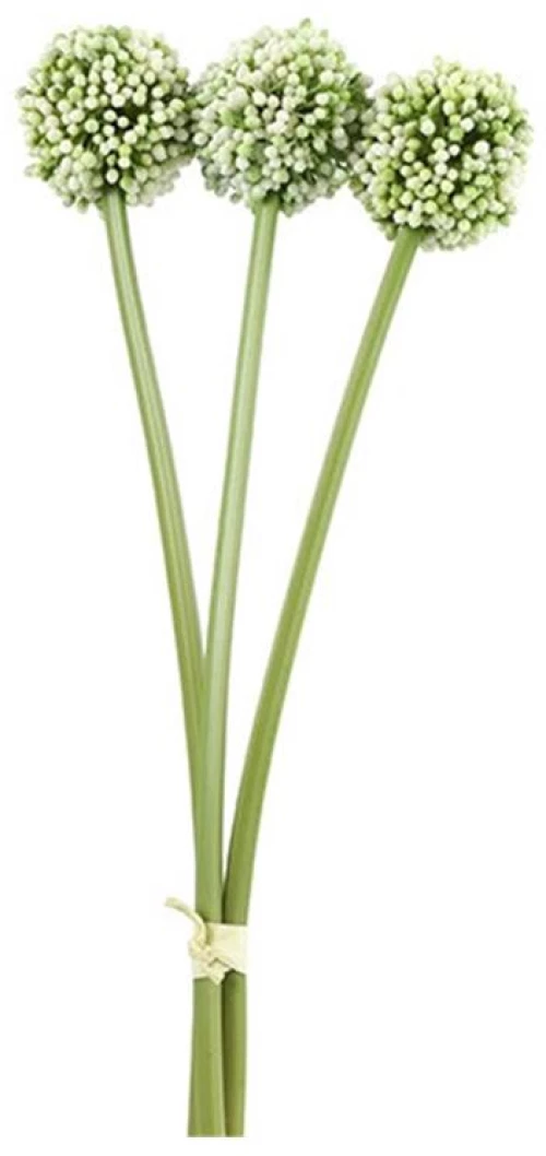 Allium κρεμ  x3 55εκ.