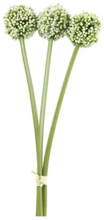 Allium κρεμ  x3 55εκ.