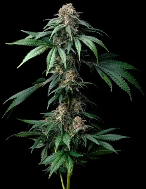 Barneys Farm Mendo Breath