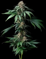 Barneys Farm Mendo Breath