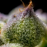 Barneys Farm Mendo Breath