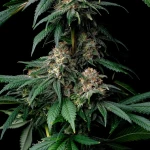Barneys Farm Mendo Breath