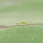 MACRObio(Macrolophus caliginosus) κατά του Αλευρώδη