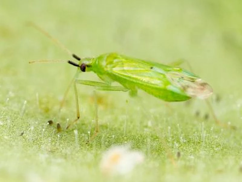 MACRObio(Macrolophus caliginosus) κατά του Αλευρώδη