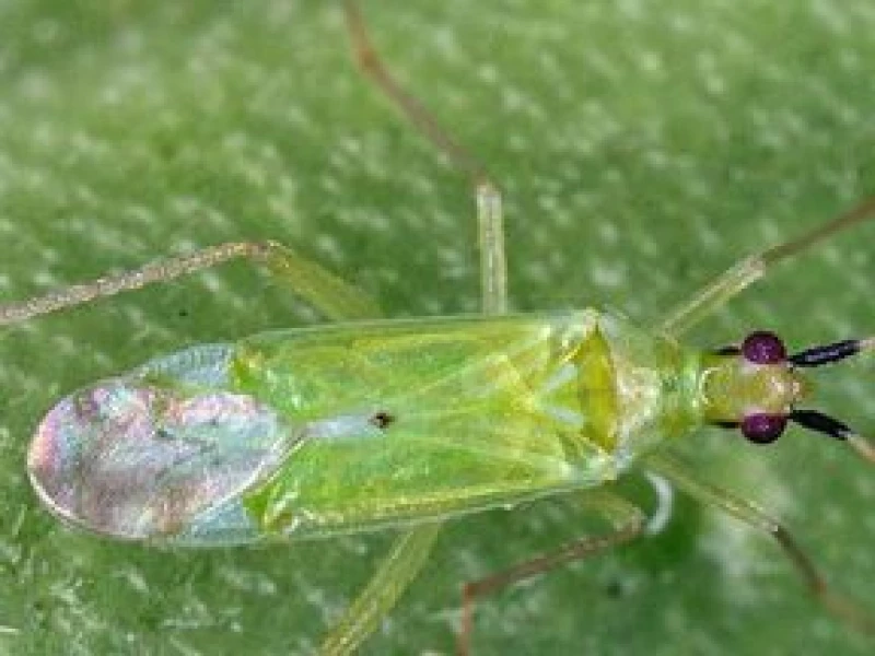 MACRObio(Macrolophus caliginosus) κατά του Αλευρώδη
