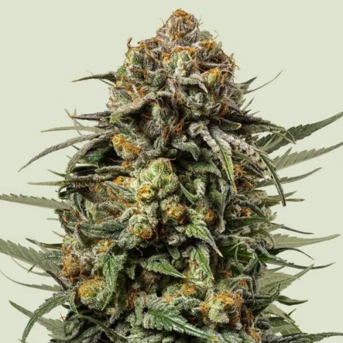 Tyson Gelato 44