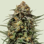 Tyson Gelato 44