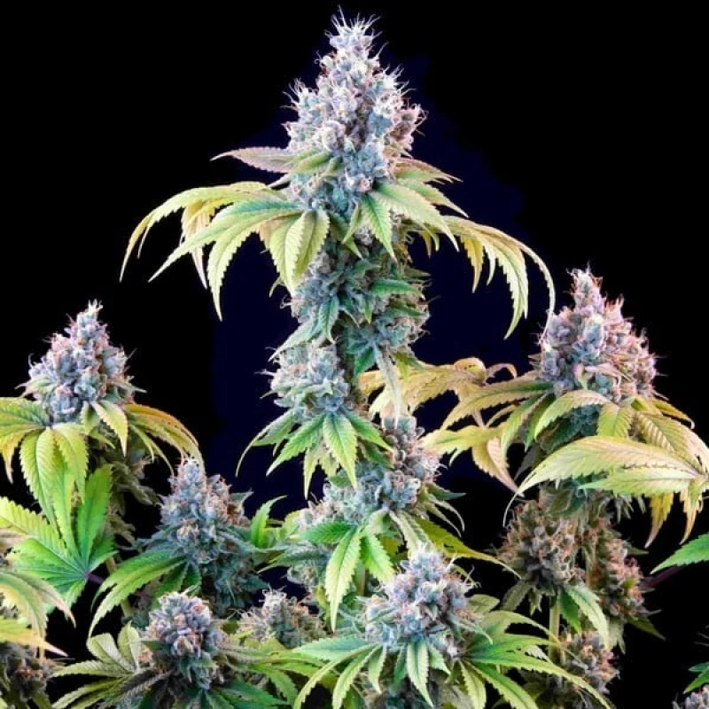 Tyson Gelato 44