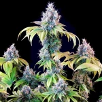 Tyson Gelato 44