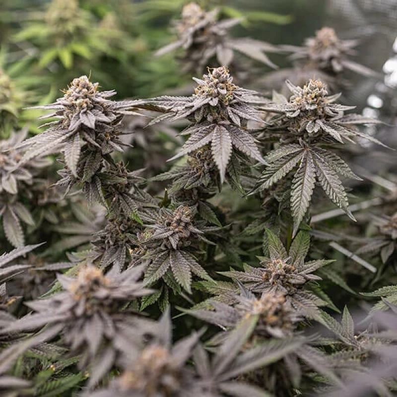 Tyson Gelato 44