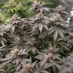 Tyson Gelato 44