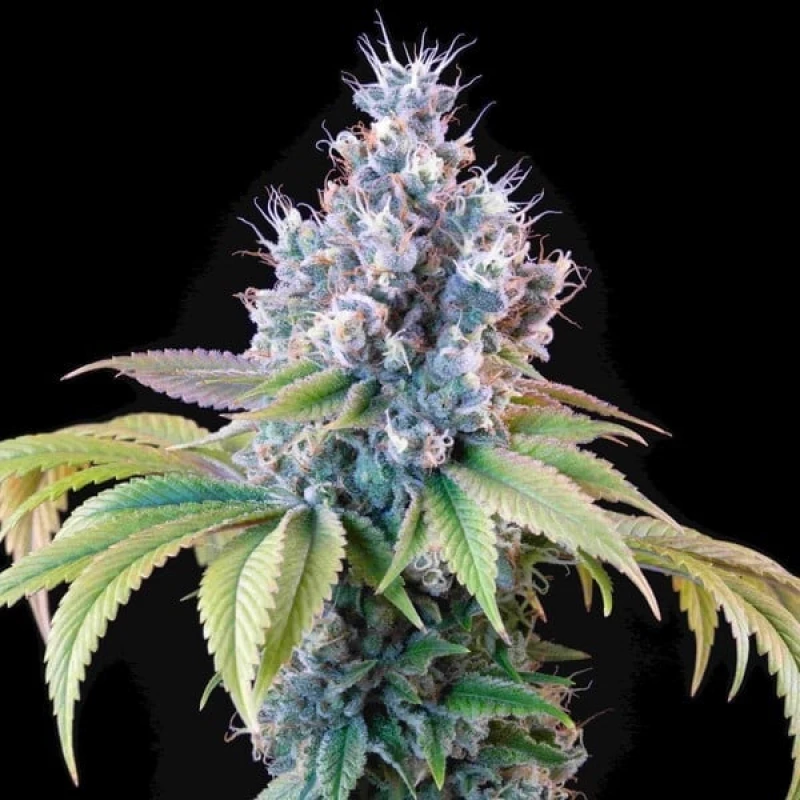 Tyson Gelato 44