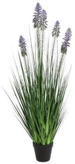 Neobartsia λιλά σε κασπώ 90εκ.