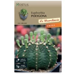 Κάκτος Euphorbia polygona
