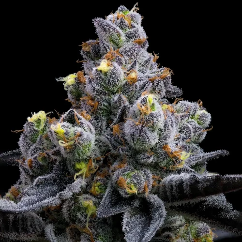 Barneys Farm Garlic Cookies