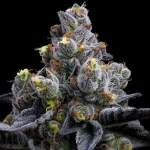 Barneys Farm Garlic Cookies