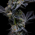 Barneys Farm Garlic Cookies