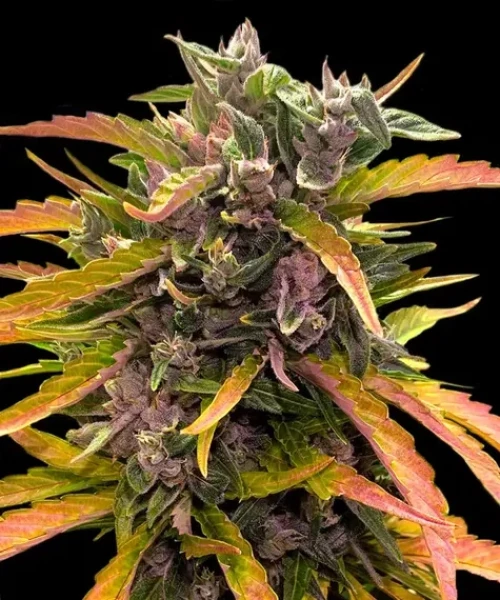 Barneys Farm GG4 Auto