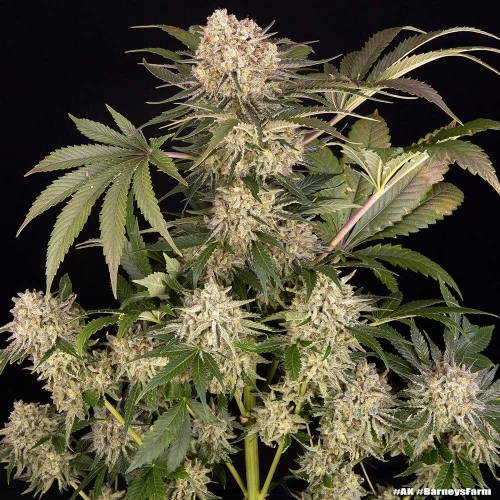 Barneys Farm AK
