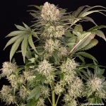 Barneys Farm AK