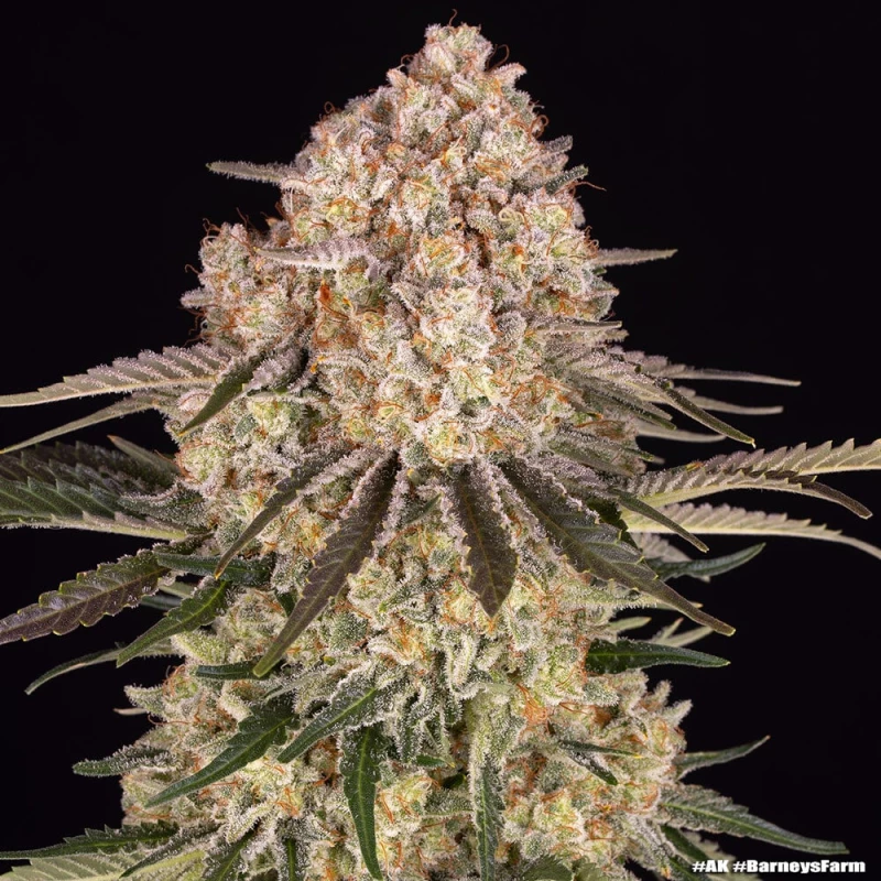 Barneys Farm AK