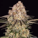 Barneys Farm AK