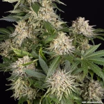 Barneys Farm AK