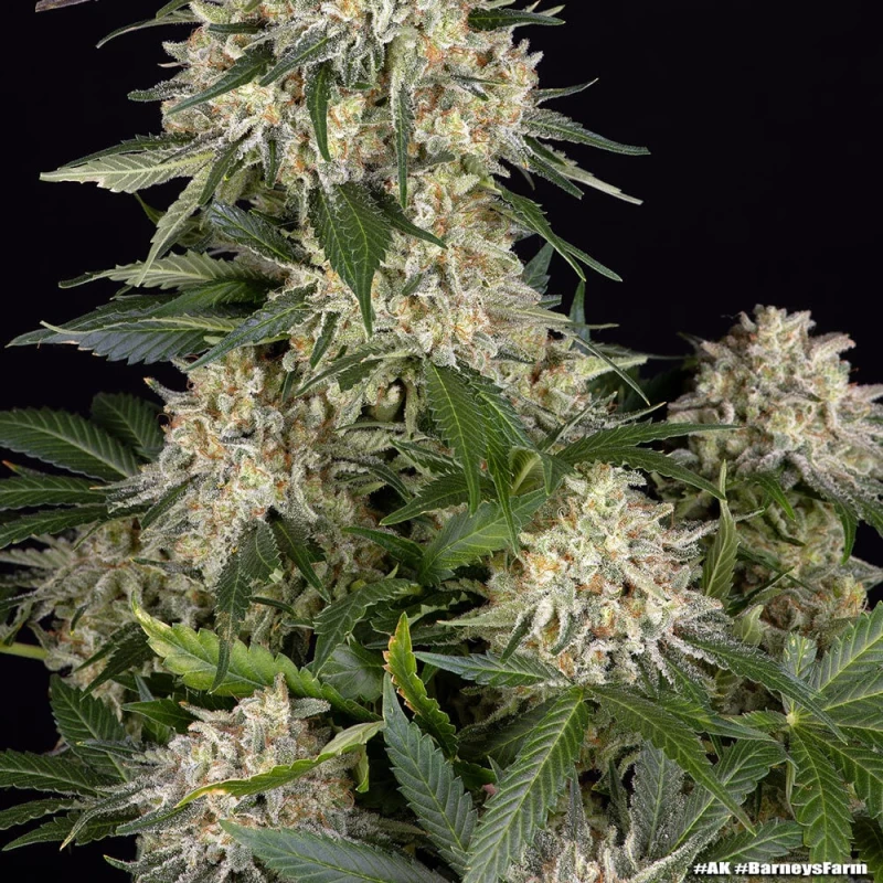 Barneys Farm AK