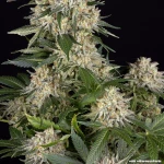 Barneys Farm AK